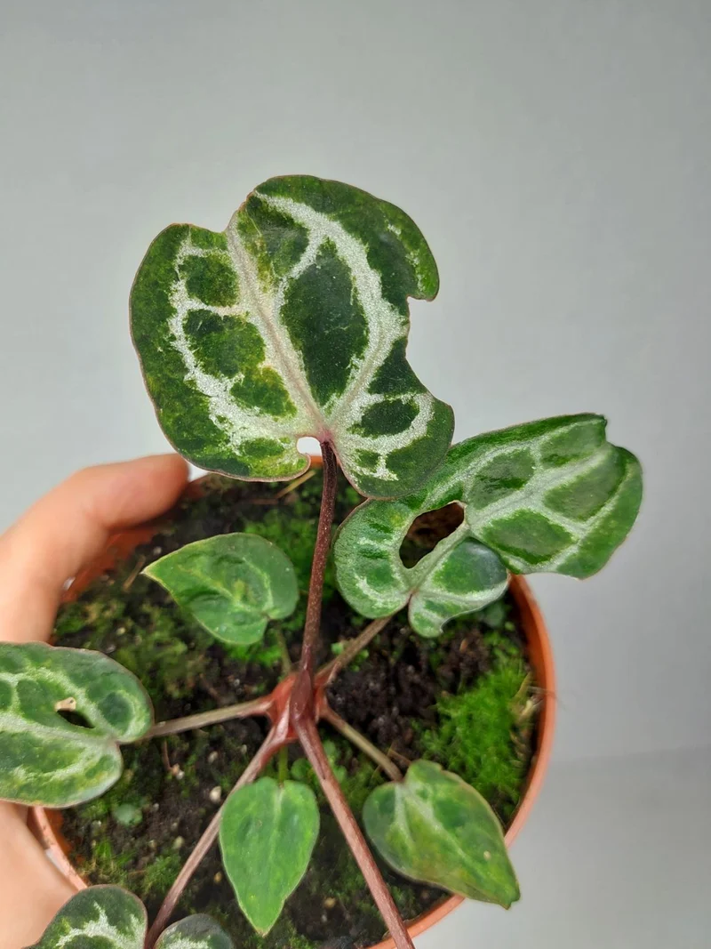 Anthurium Red Crystallinum Variegata