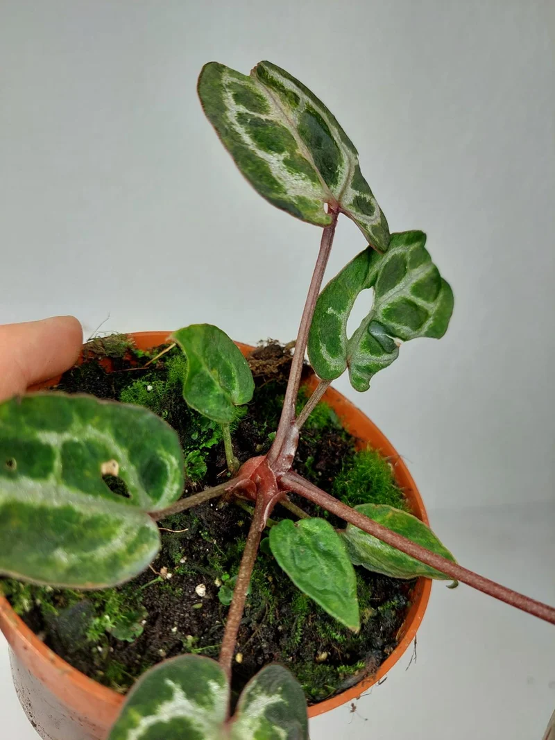 Anthurium Red Crystallinum Variegata