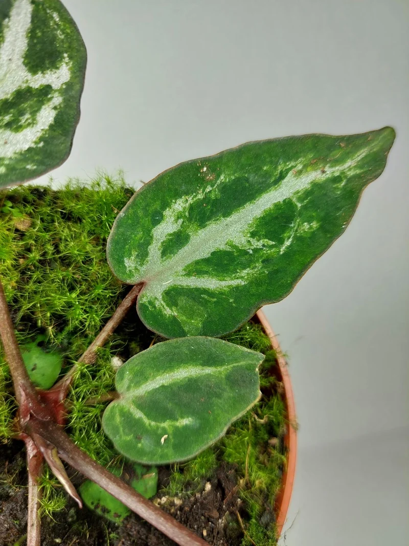 Anthurium Red Crystallinum Variegata