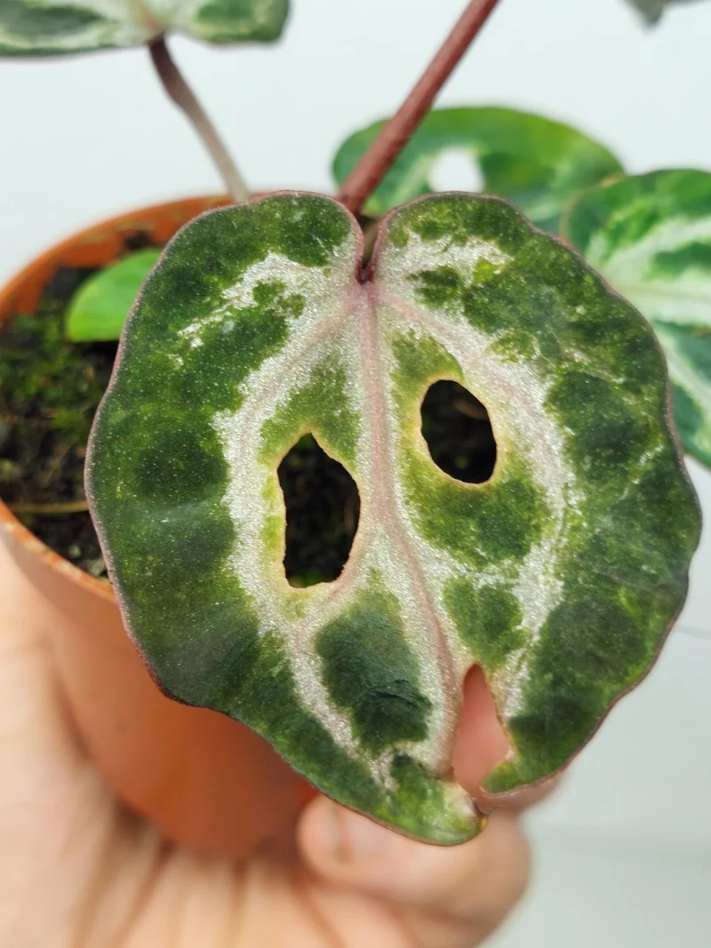 Anthurium Red Crystallinum Variegata