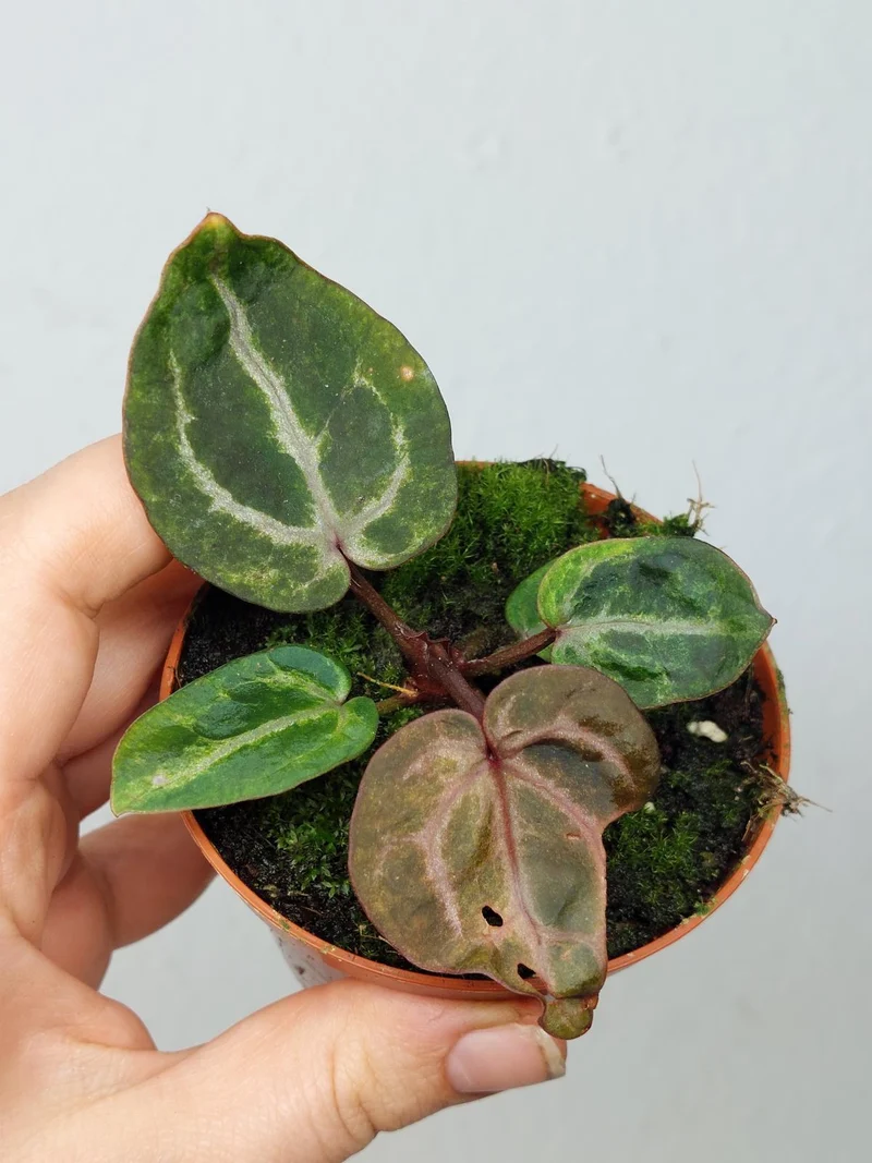 Anthurium Red Crystallinum Variegata