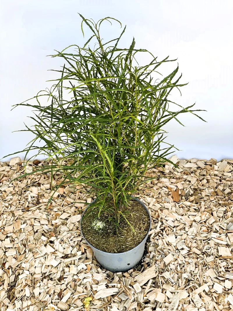 Farnblättiger Säulen-Faulbaum Fine Line - Topf-/Containerpflanzen