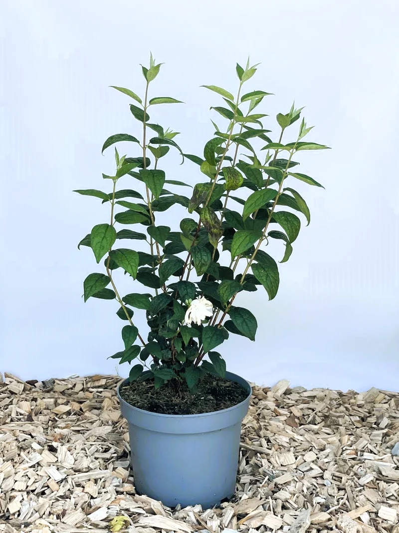Gefüllter Pfeifenstrauch Little White Love - Topf-/Containerpflanzen