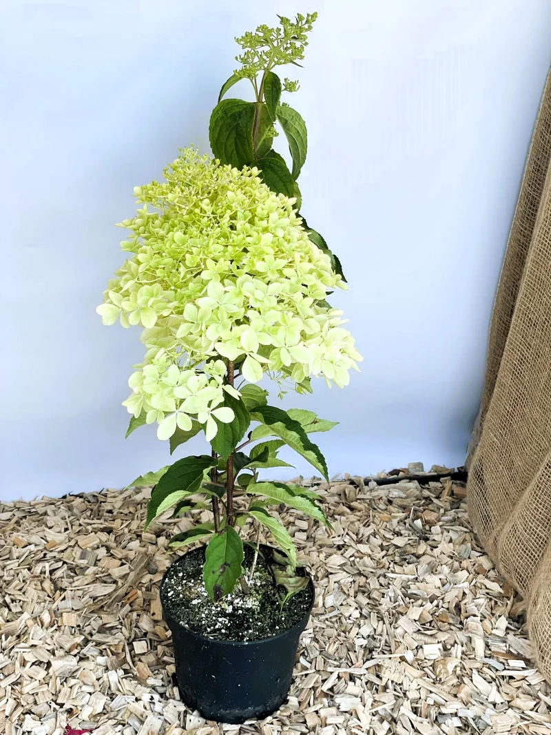 Rispenhortensie Phantom - Topf-/Containerpflanzen