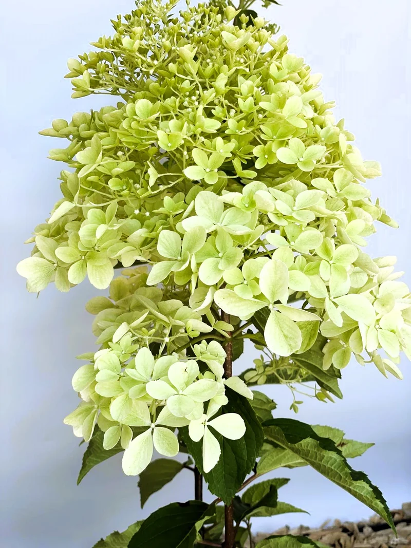 Rispenhortensie Phantom - Topf-/Containerpflanzen