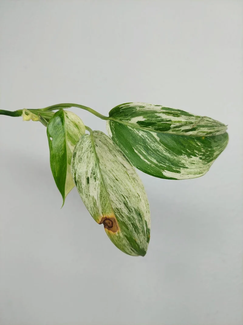 Scindapsus Blue Albo Salaka Variegata