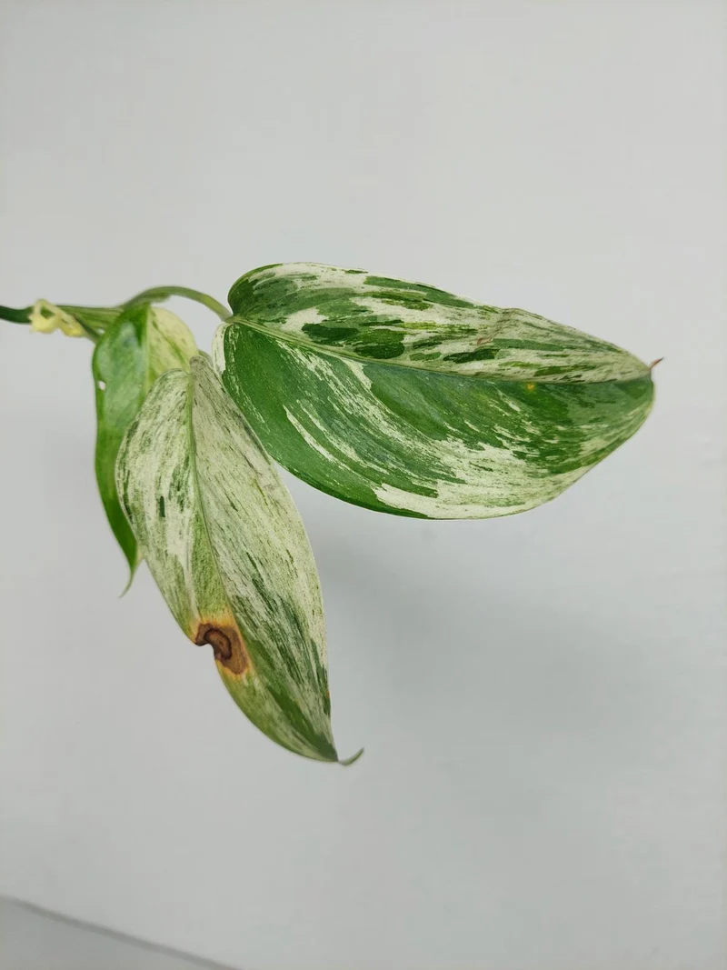 Scindapsus Blue Albo Salaka Variegata