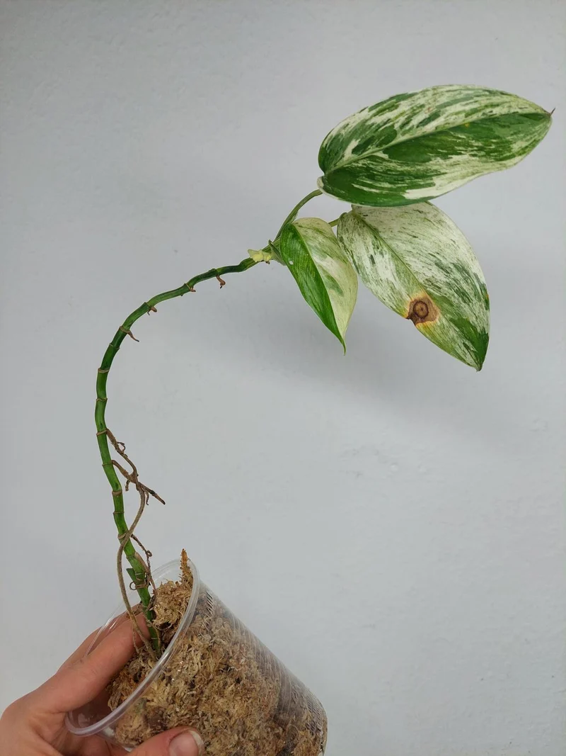Scindapsus Blue Albo Salaka Variegata
