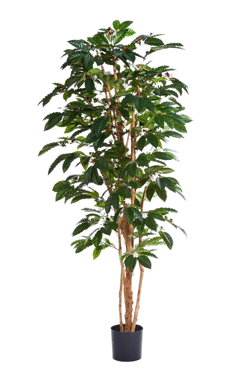 Künstlicher Kaffebaum - Philomena | 180 cm