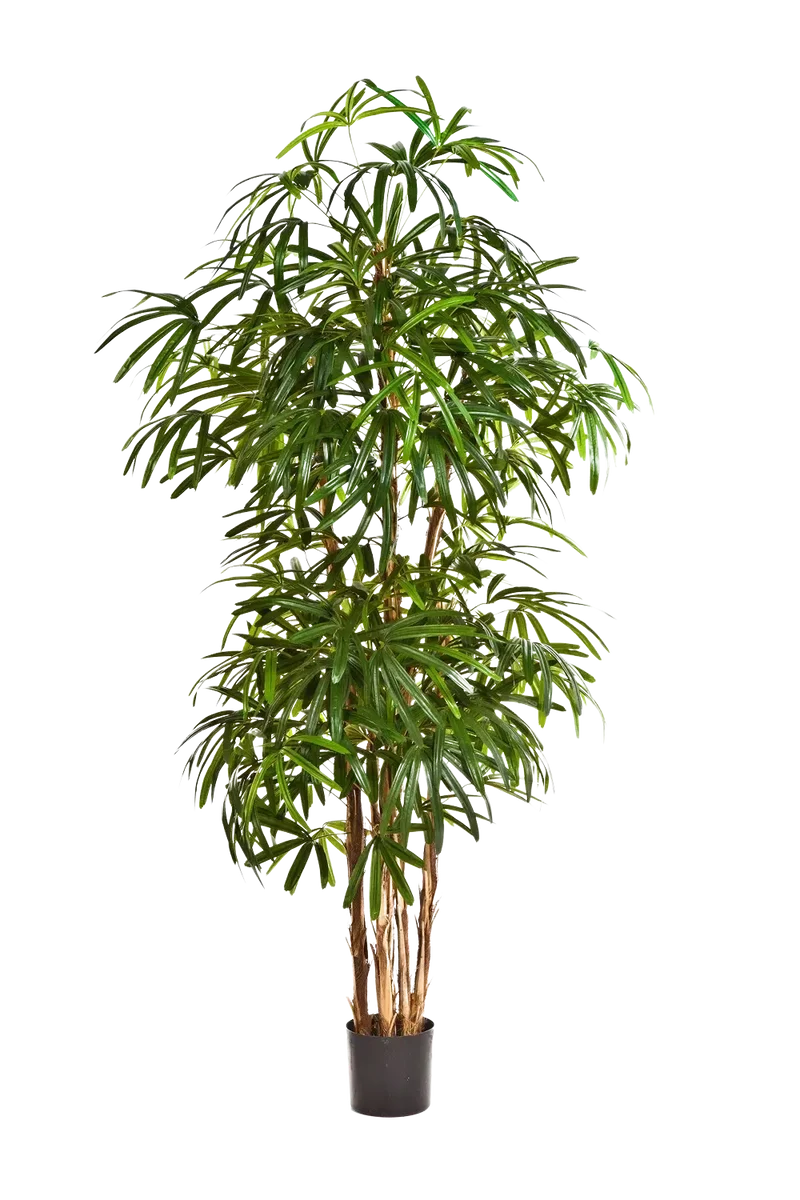 Künstliche Steckenpalme - Nela | 170 cm