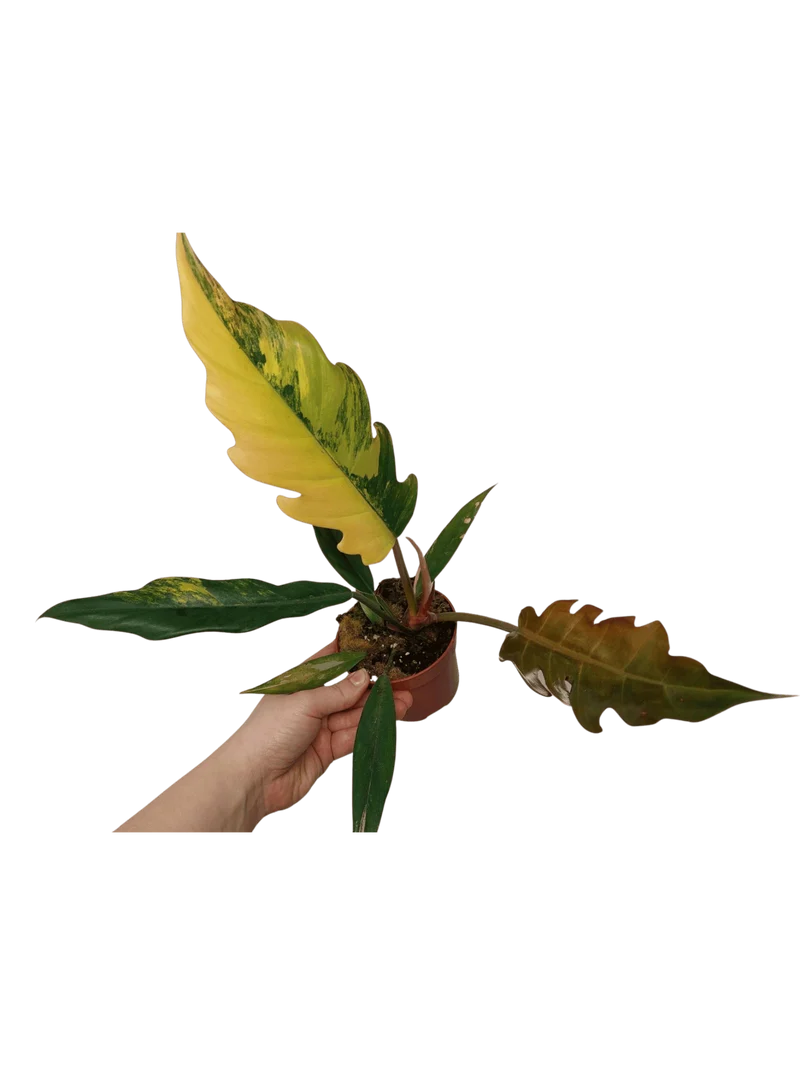 Philodendron Caramel Marble Variegata (zum aussuchen)