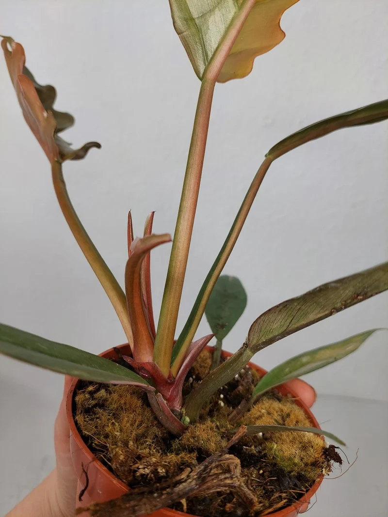 Philodendron Caramel Marble Variegata (zum aussuchen)