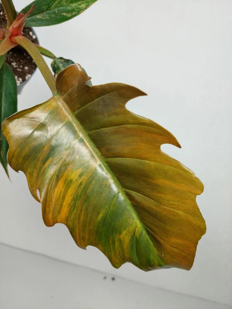 Philodendron Caramel Marble Variegata (zum aussuchen)