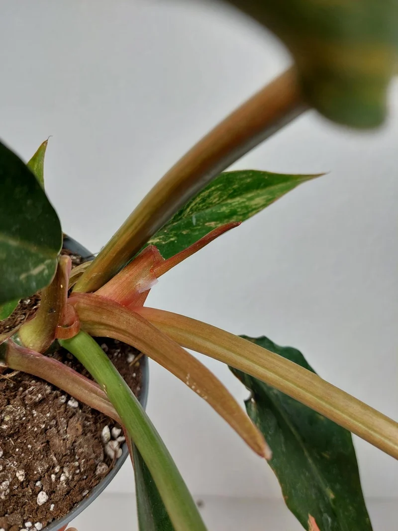 Philodendron Caramel Marble Variegata (zum aussuchen)
