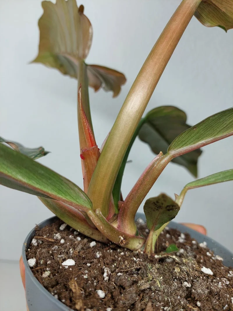 Philodendron Caramel Marble Variegata (zum aussuchen)