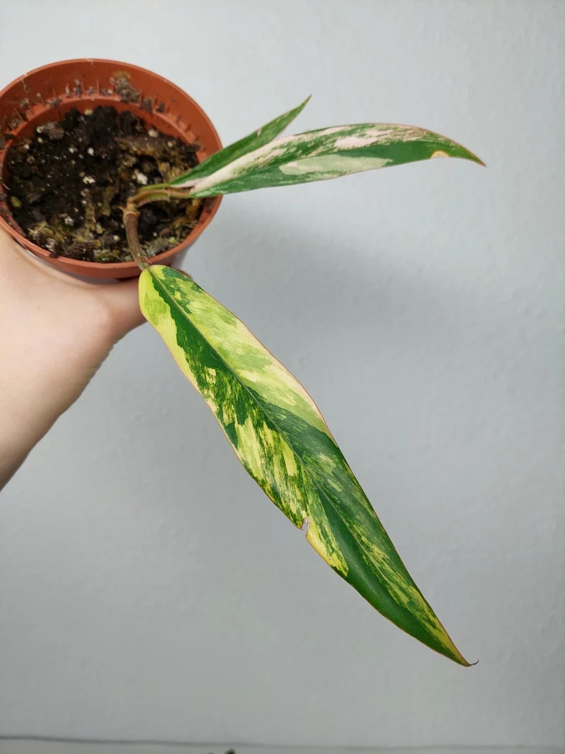 Philodendron Caramel Marble Variegata (zum aussuchen)