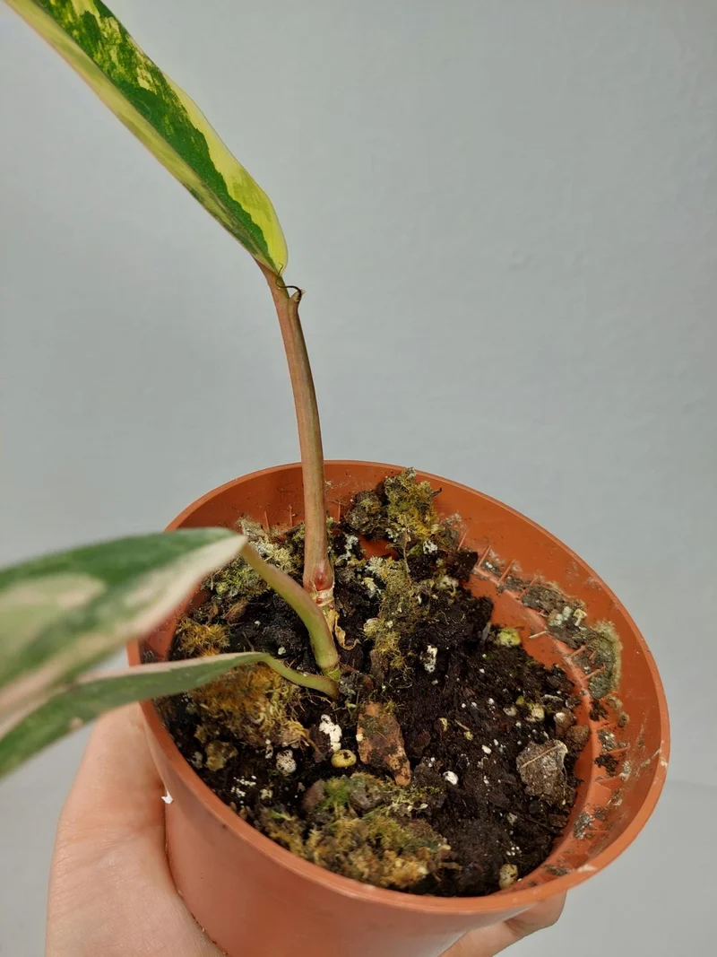 Philodendron Caramel Marble Variegata (zum aussuchen)