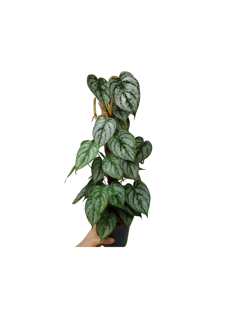 Philodendron Brandtianum