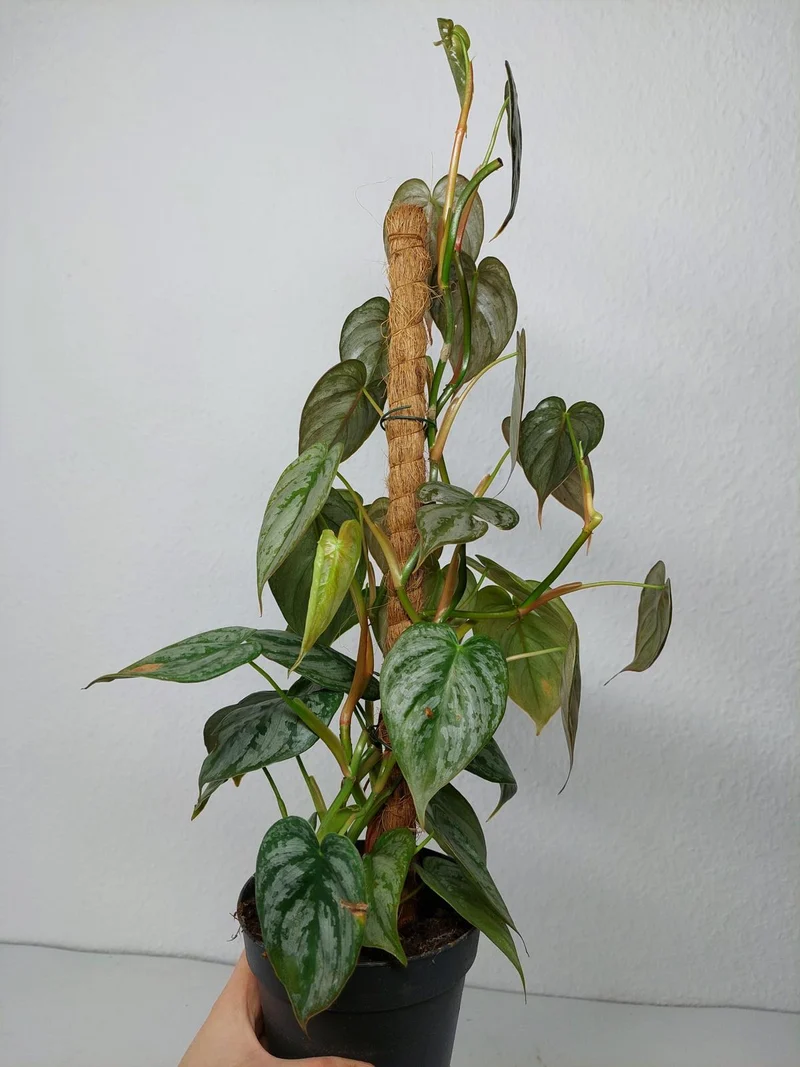 Philodendron Brandtianum
