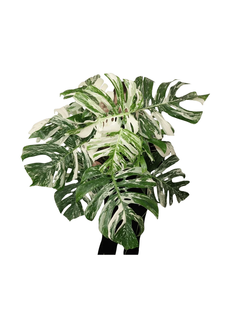 Monstera Variegata buschig