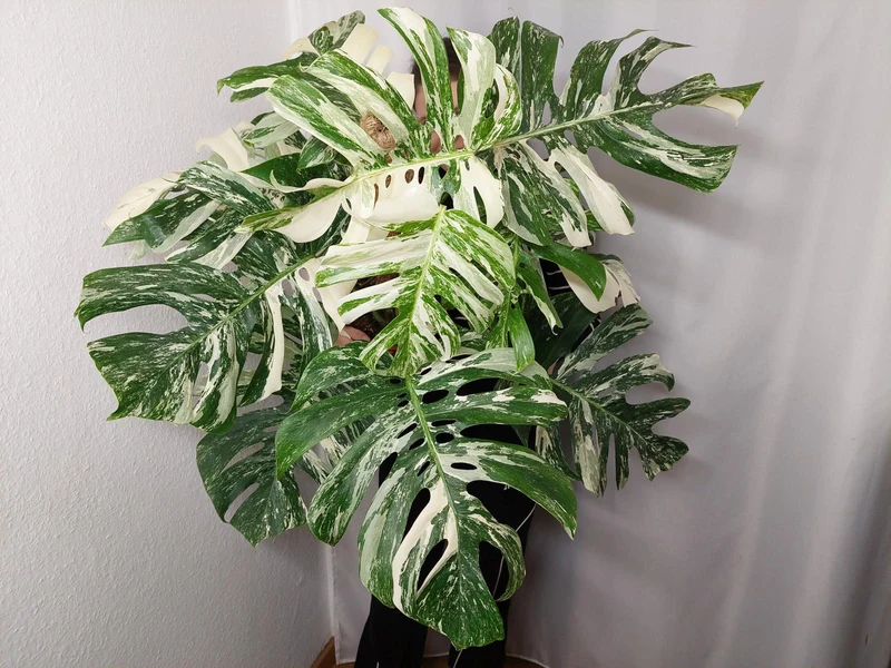 Monstera Variegata buschig