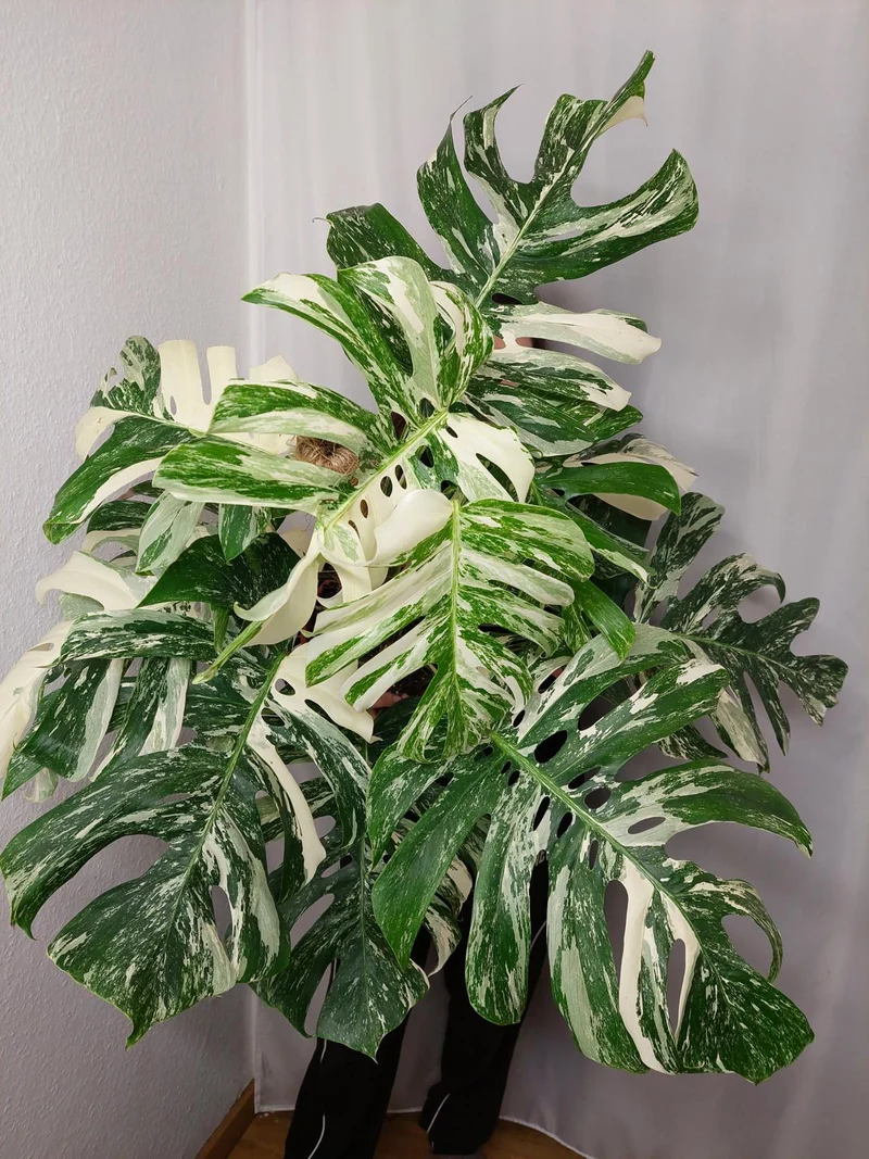 Monstera Variegata buschig