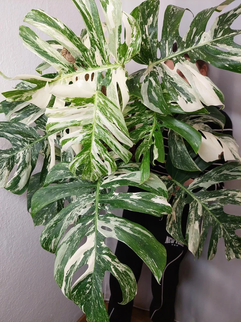 Monstera Variegata buschig