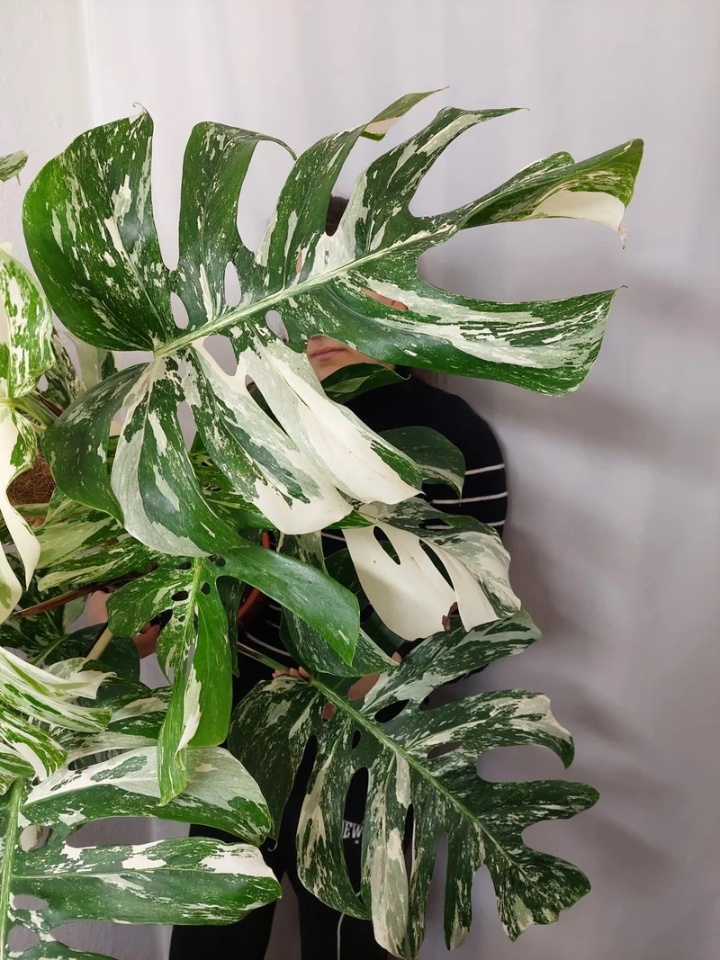 Monstera Variegata buschig