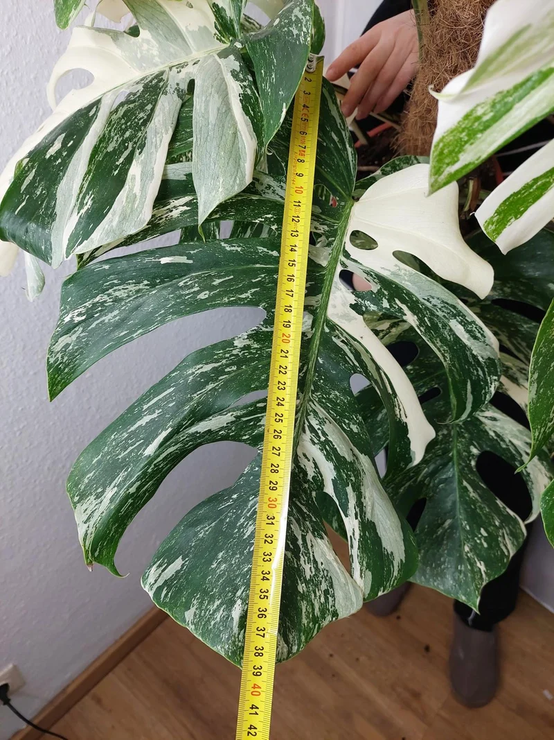 Monstera Variegata buschig