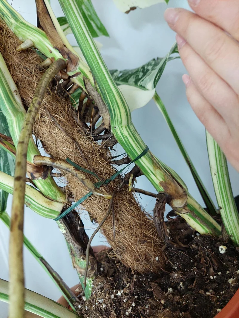 Monstera Variegata buschig