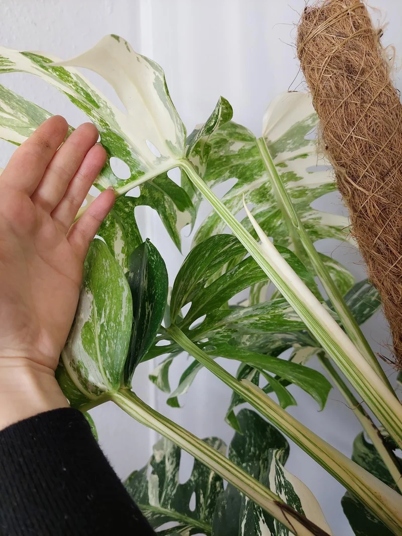 Monstera Variegata buschig