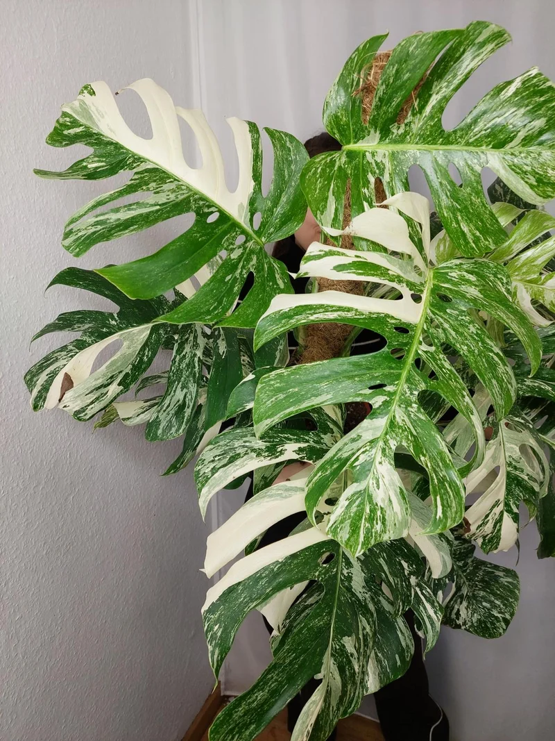 Monstera Variegata buschig