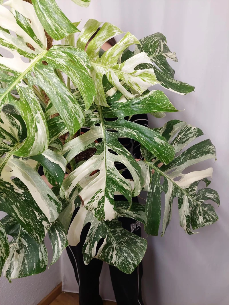 Monstera Variegata buschig