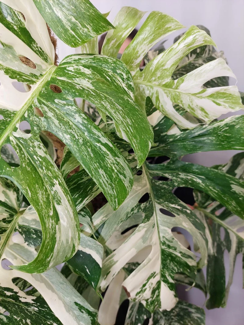 Monstera Variegata buschig