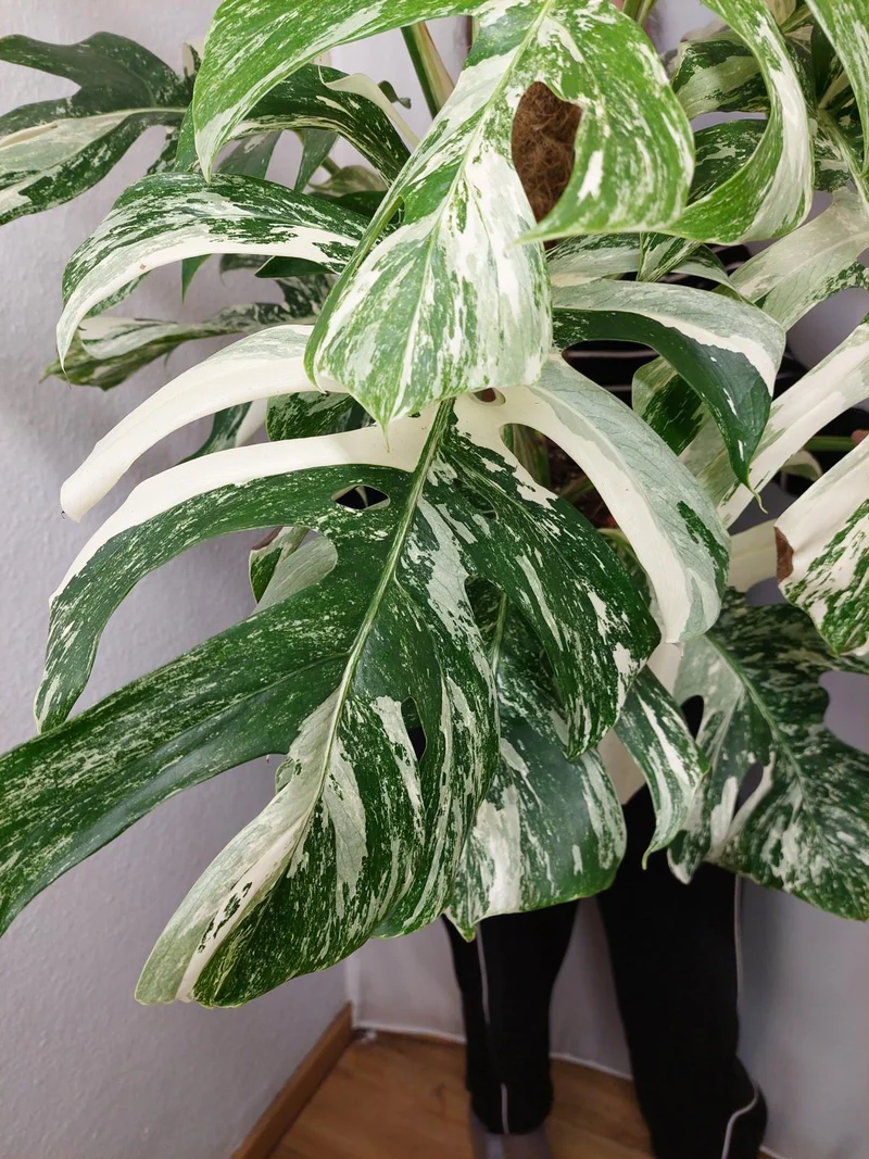 Monstera Variegata buschig