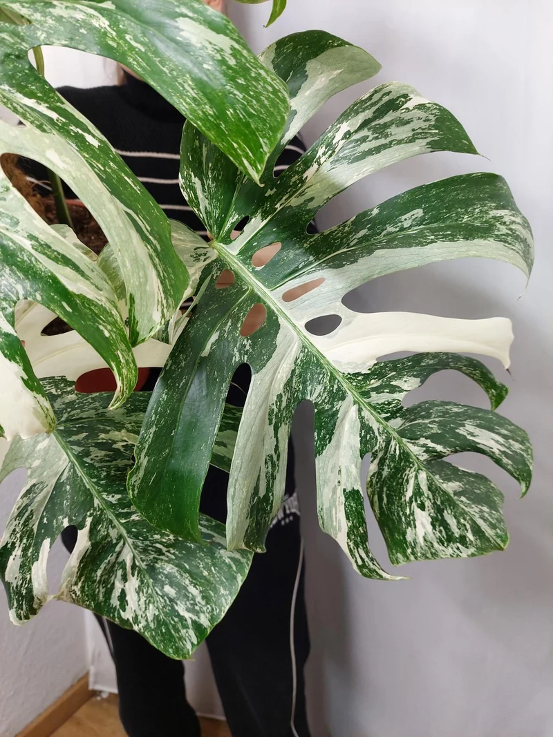 Monstera Variegata buschig