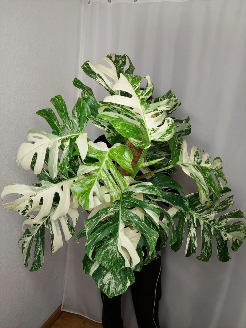 Monstera Variegata buschig
