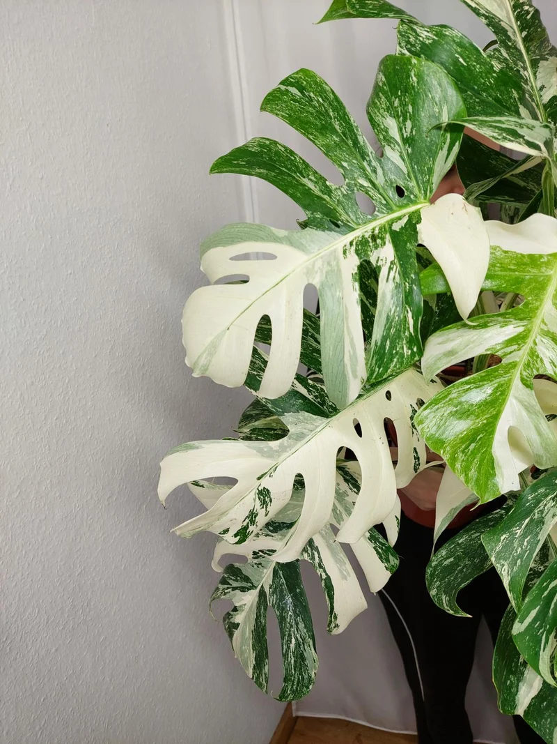Monstera Variegata buschig