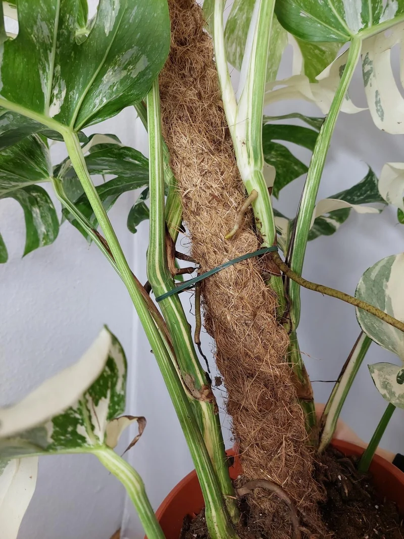 Monstera Variegata buschig