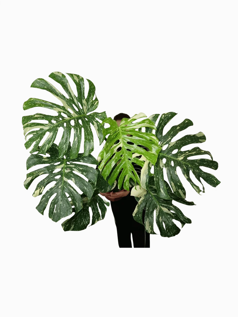 Monstera Thai Constellation XXL