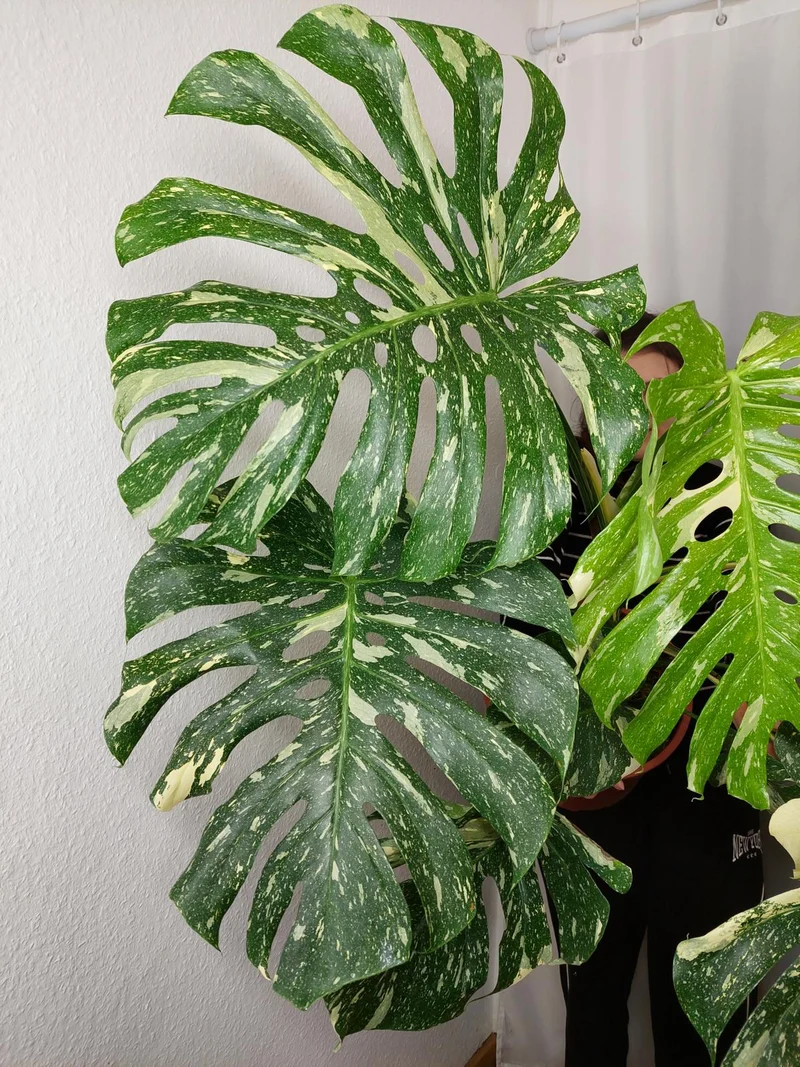 Monstera Thai Constellation XXL