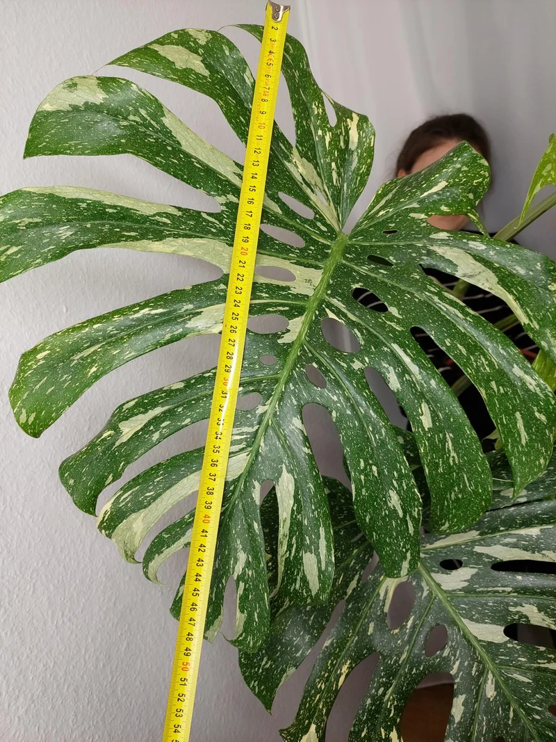 Monstera Thai Constellation XXL