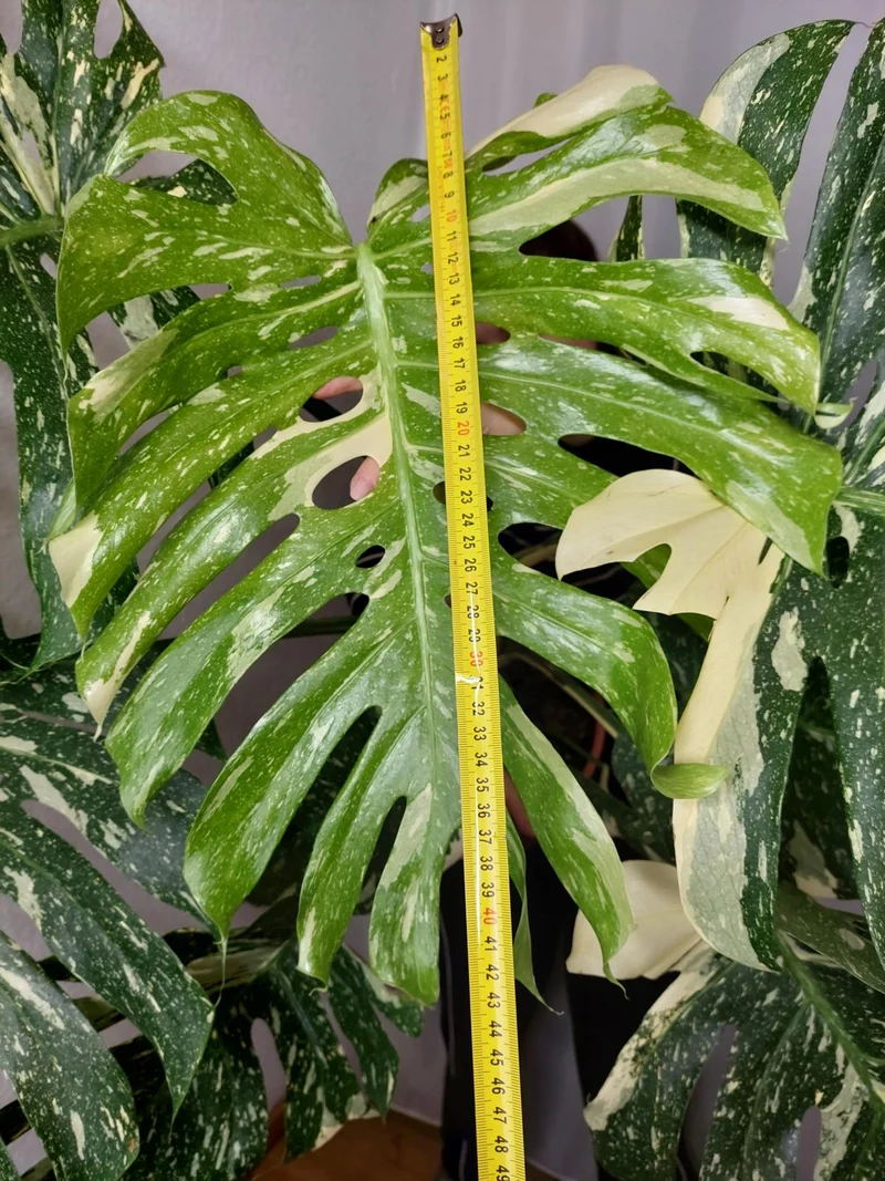 Monstera Thai Constellation XXL