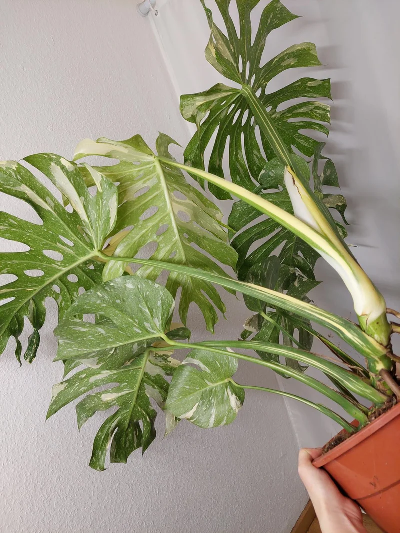 Monstera Thai Constellation XXL