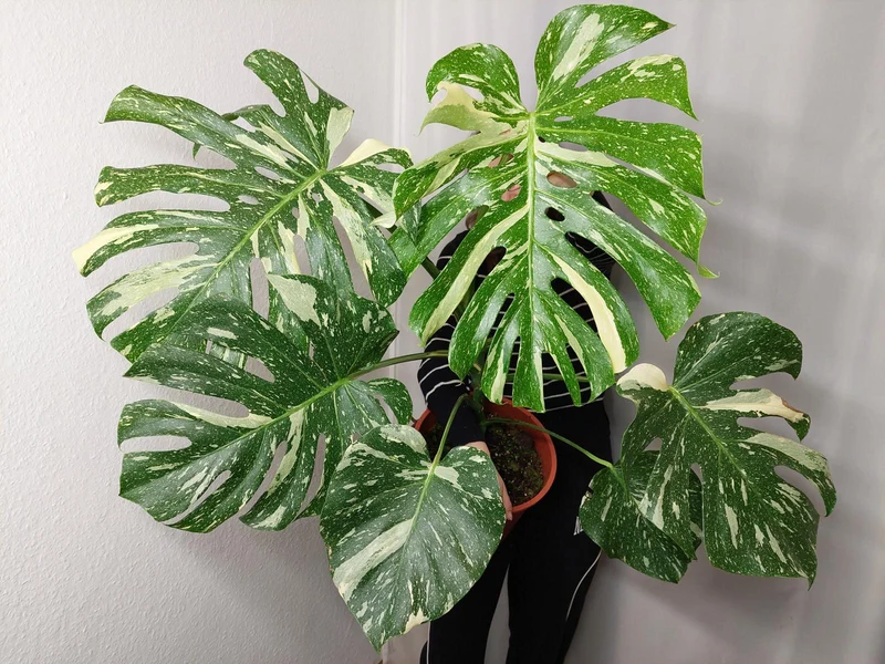 Monstera Thai Constellation XXL