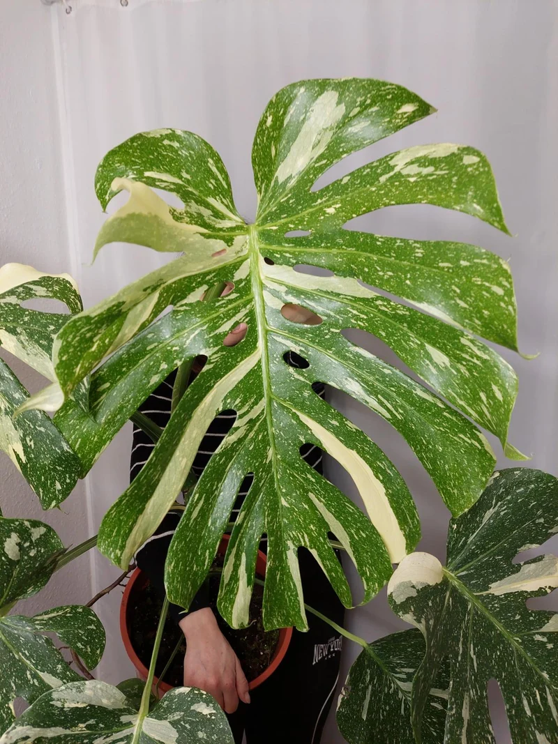 Monstera Thai Constellation XXL