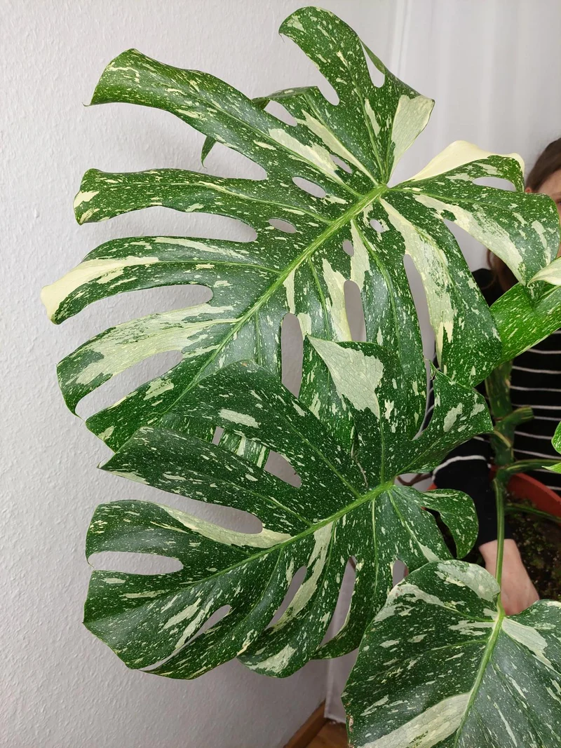Monstera Thai Constellation XXL