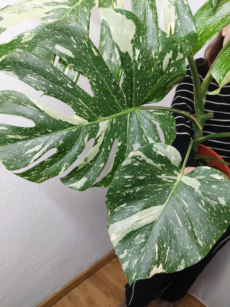 Monstera Thai Constellation XXL