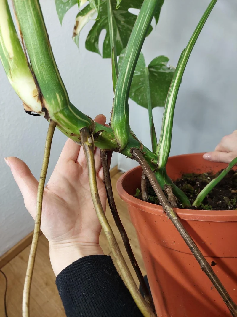 Monstera Thai Constellation XXL