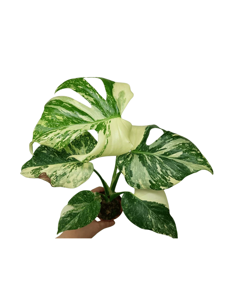 Monstera Thai Creme Brulee